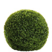 BUXUS Buchskugel grün