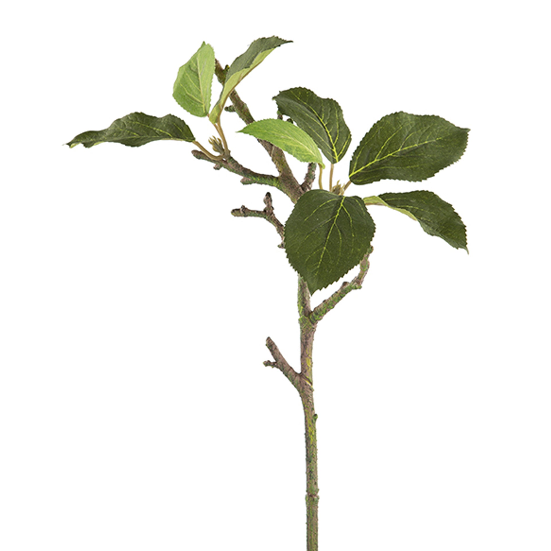 APFELBLÄTTERZWEIG Zweig grün