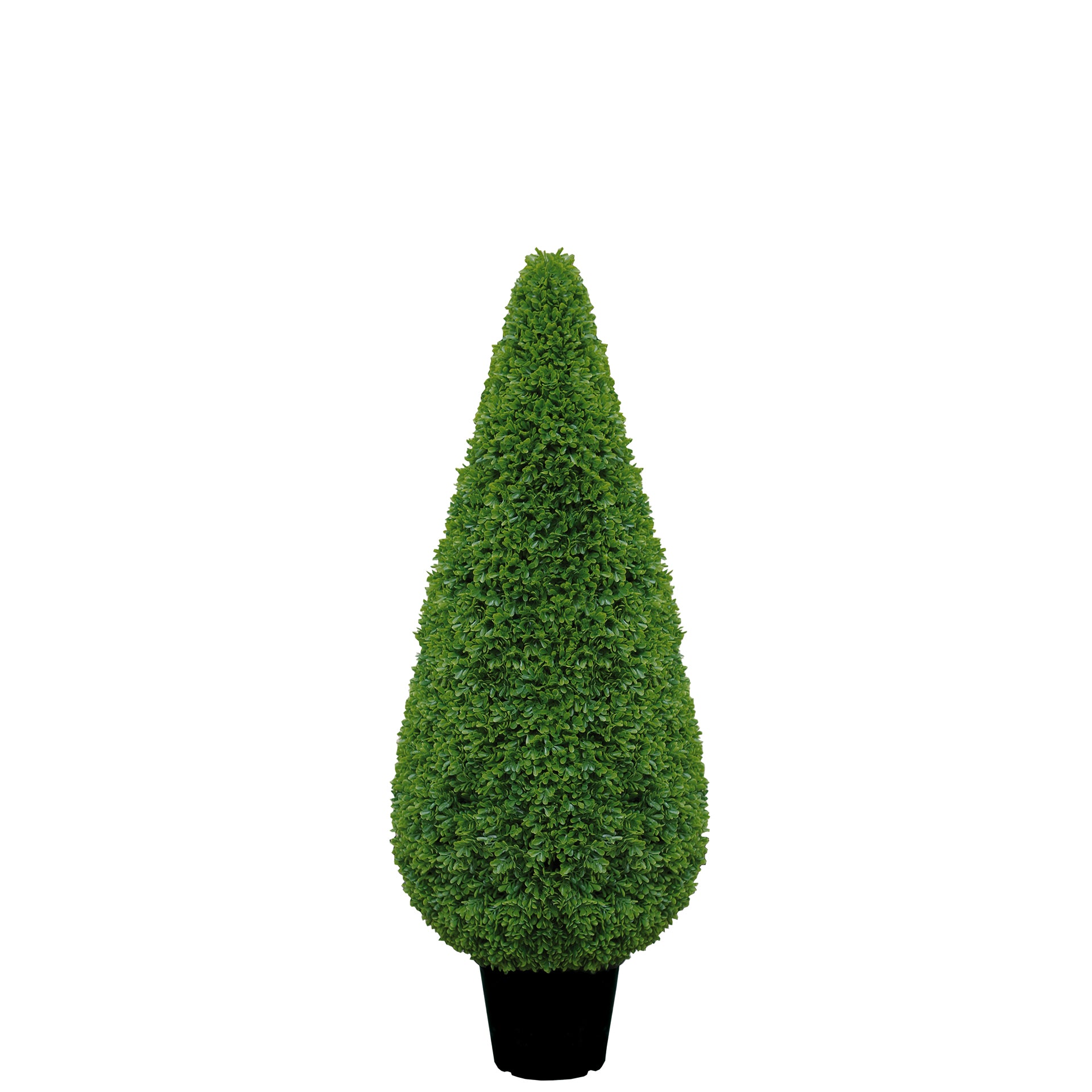 KEGEL Buchsbaum grün