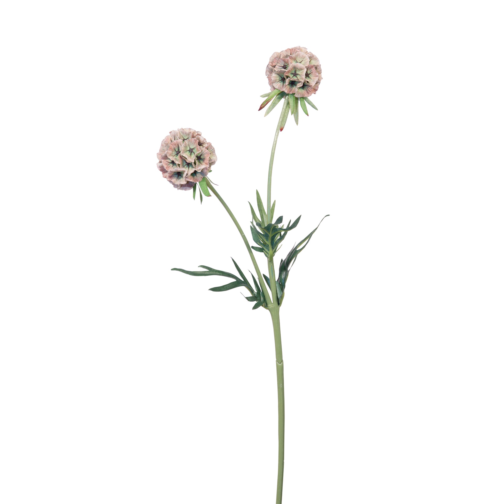 SCABIOSA Kunstblume rose