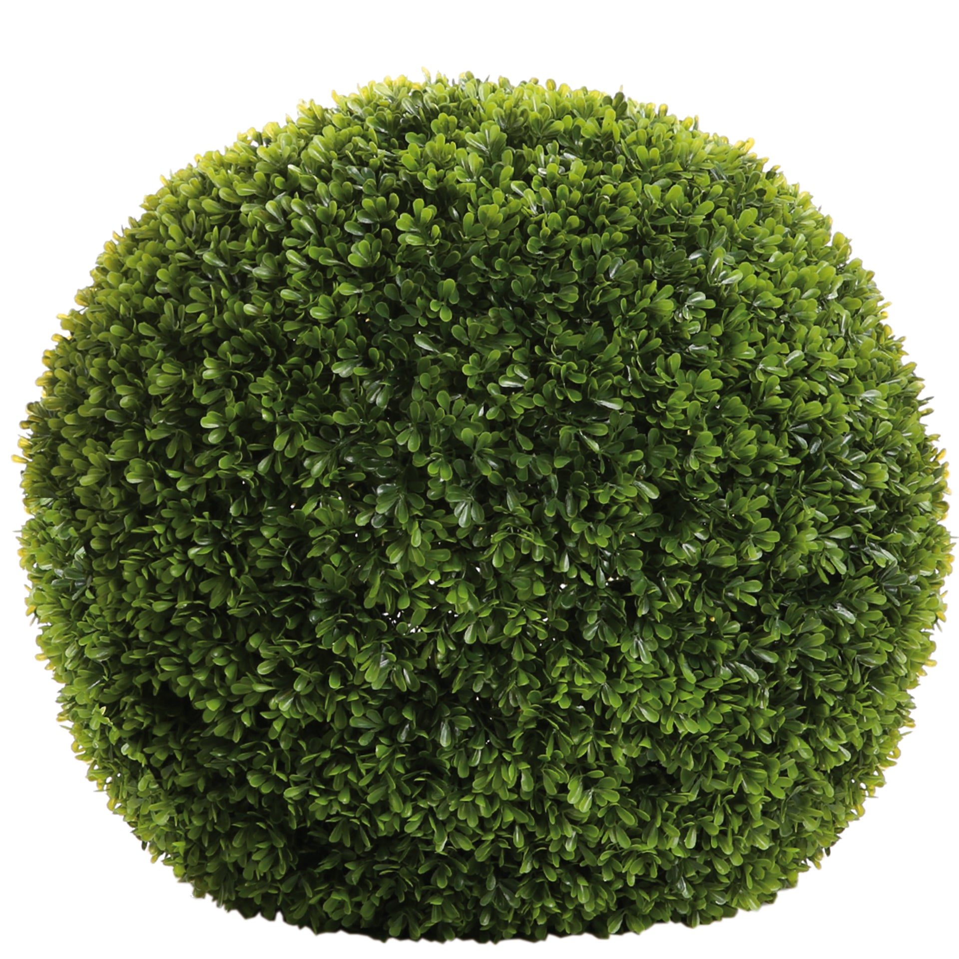 BUXUS Buchskugel grün