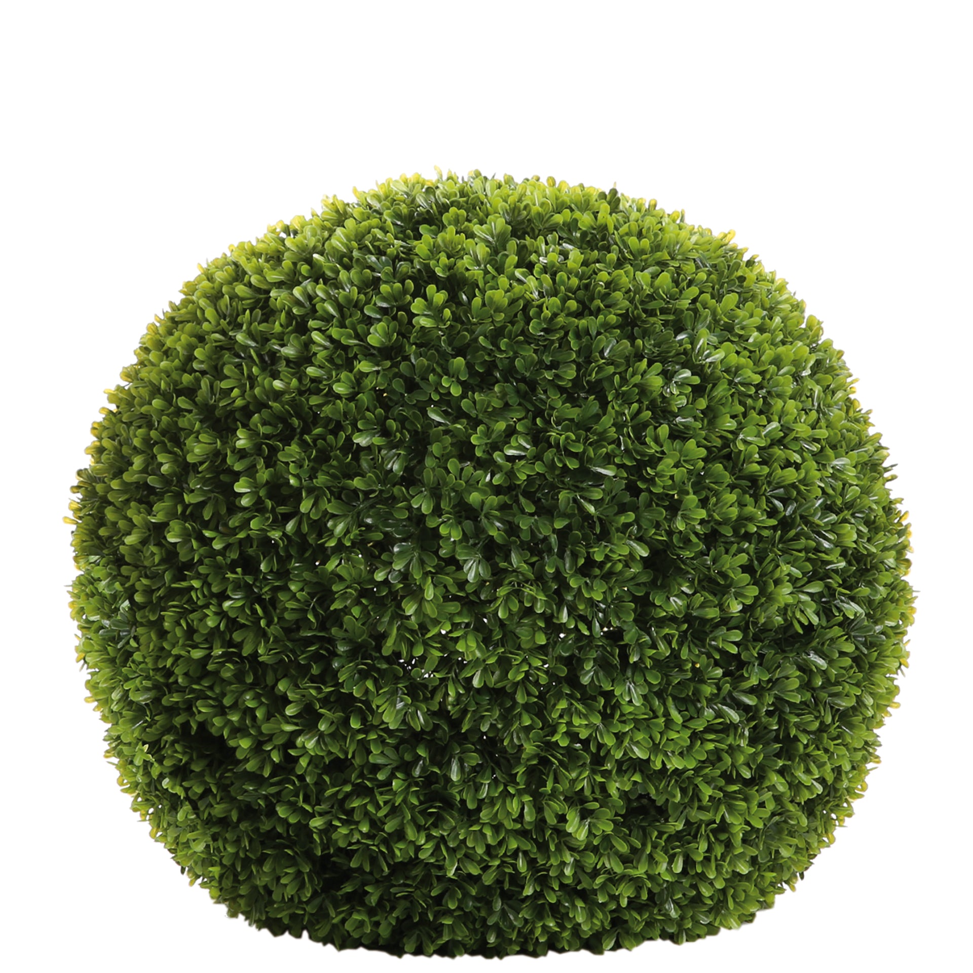 BUXUS Buchskugel grün