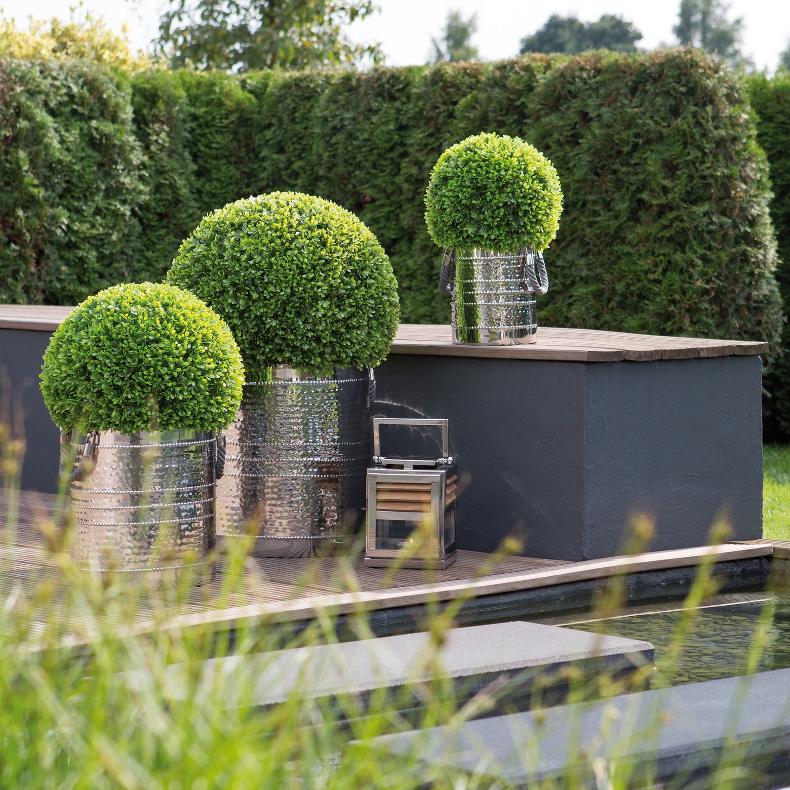 BUXUS Buchskugel grün