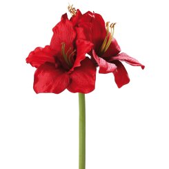 AMARYLLIS 